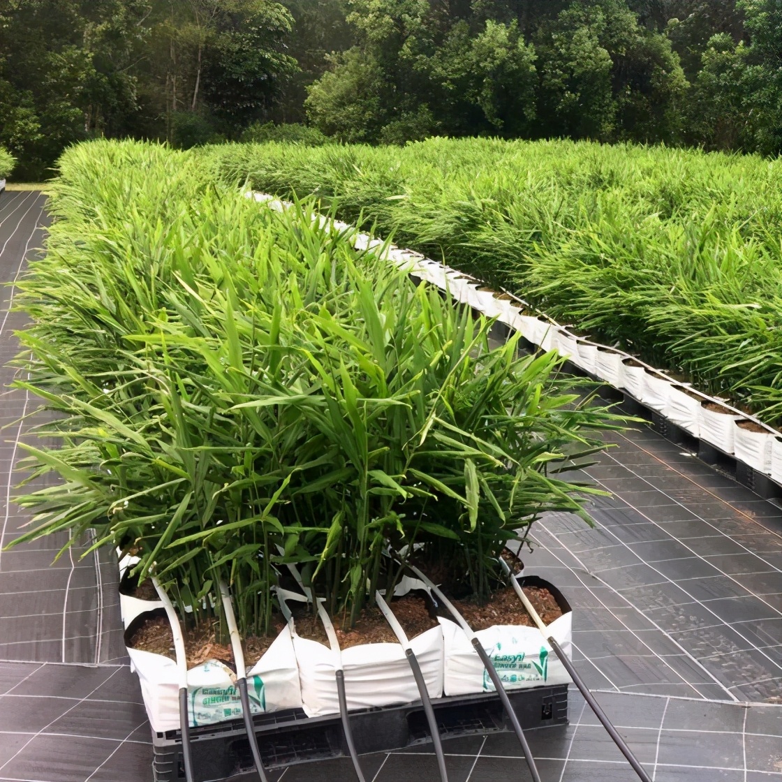 如何在美国种植生姜,露台生姜种植方法图解