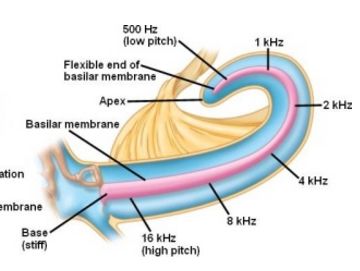 神经性突发性耳聋可以戴耳机吗,经常戴耳机耳朵听力下降怎么办