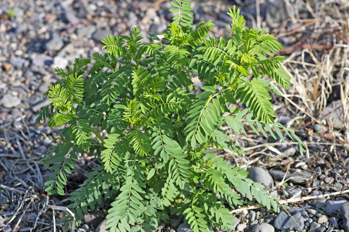 菊花在古代被古人称为什么之一,古代菊花的别称是什么