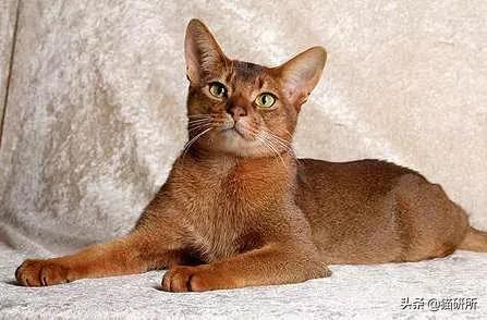 猫咪身上不同的味道代表什么,为什么猫咪的眼睛有不同颜色