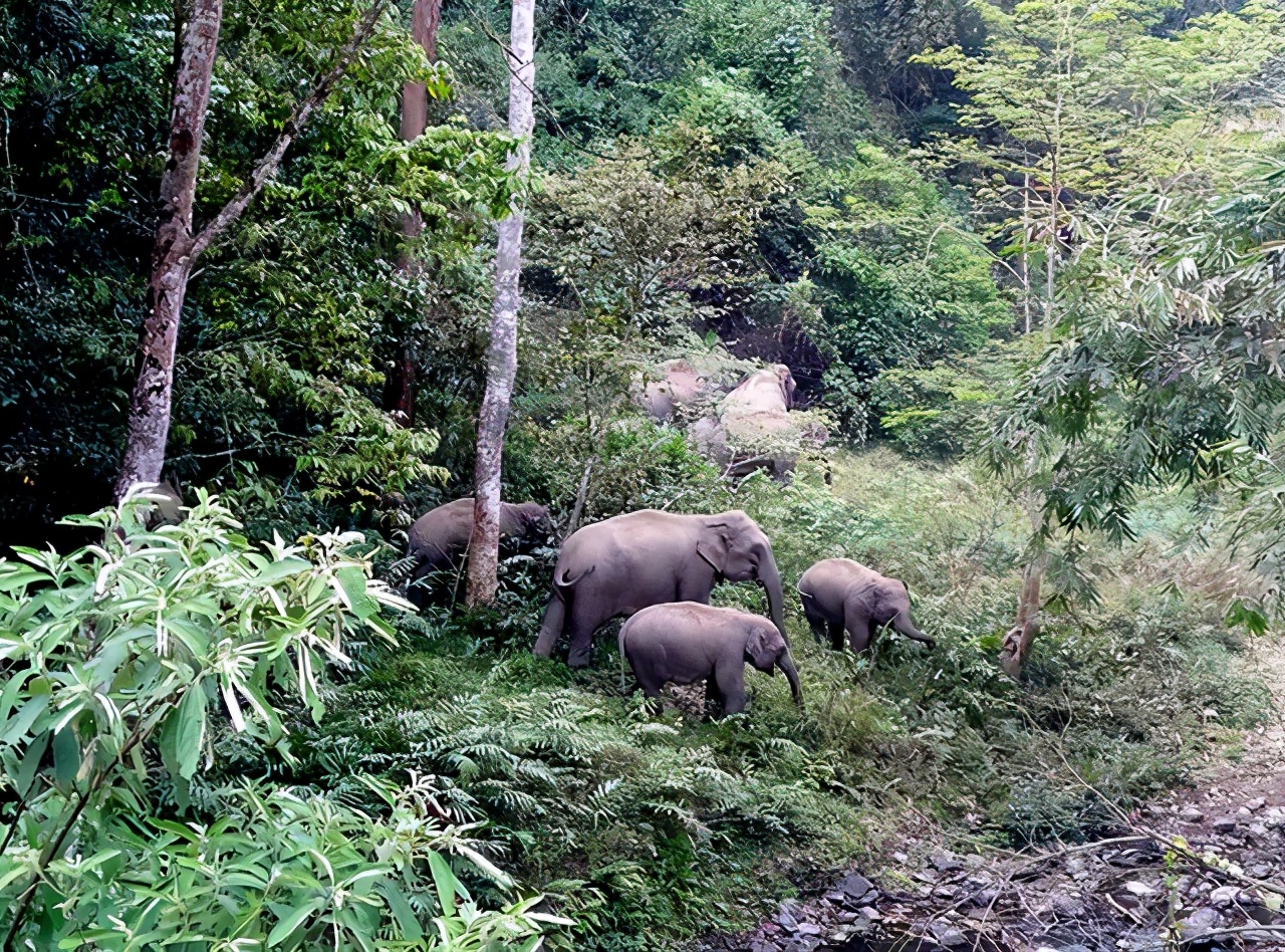 云南野象群将被劝返,云南野象群不走了