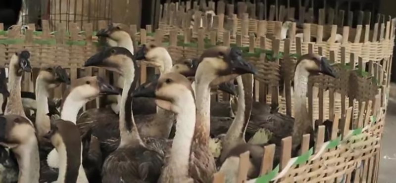 创业养鹅投资700万,年轻的回乡创业者养鹅