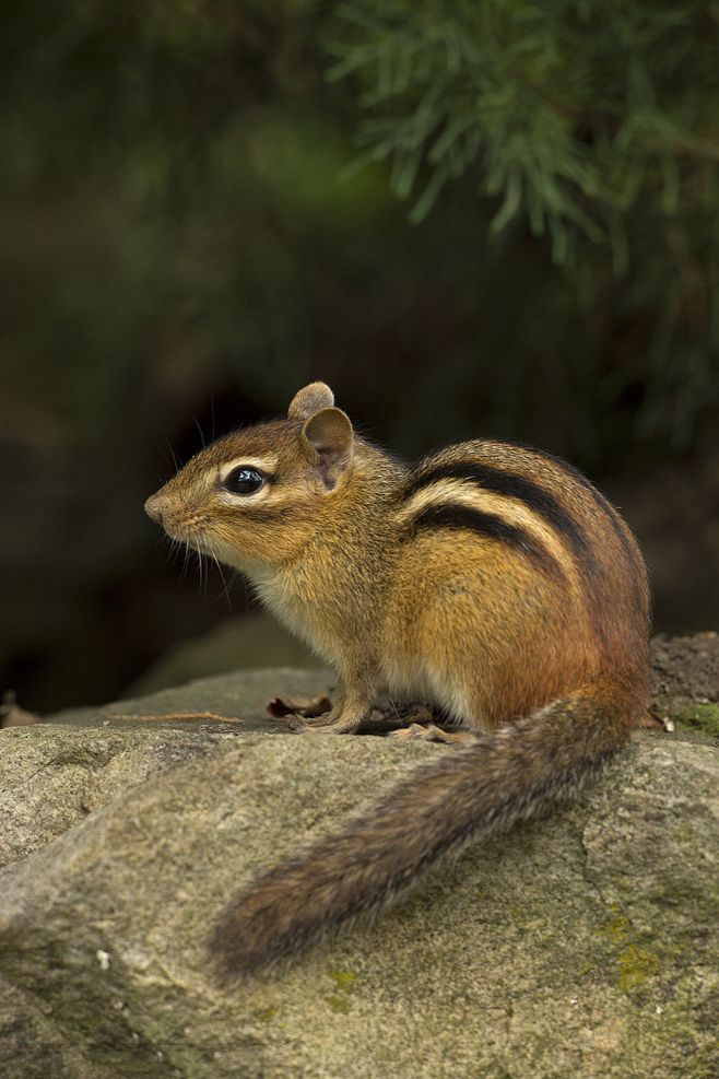 别叫我松鼠啦!我更喜欢被称作“花栗鼠”