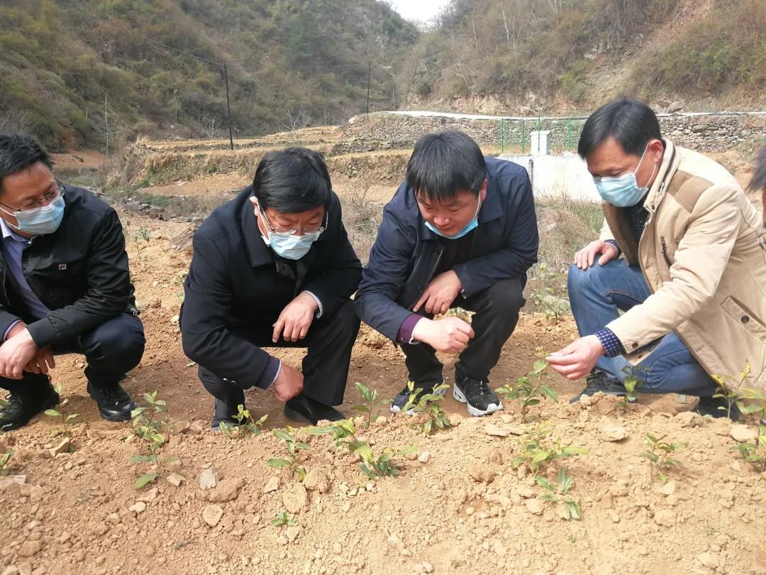 同心奔小康·柞水行|“山茶娃”凝聚浓浓“山海情”