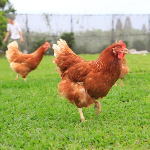 鸡下痢用什么药,鸡下痢是什么症状