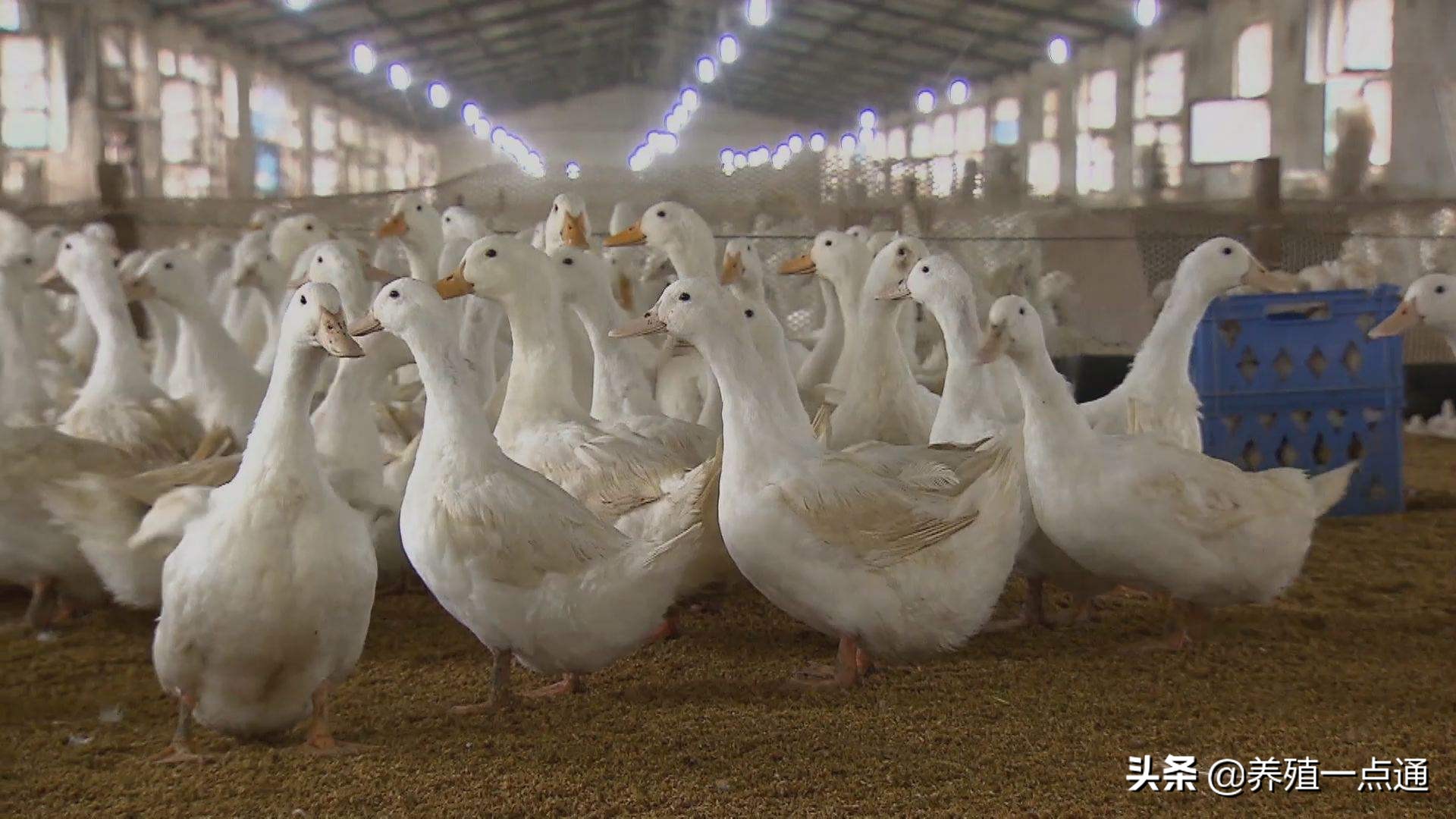 鸭子中暑了是什么意思,鸭中暑发生的原因