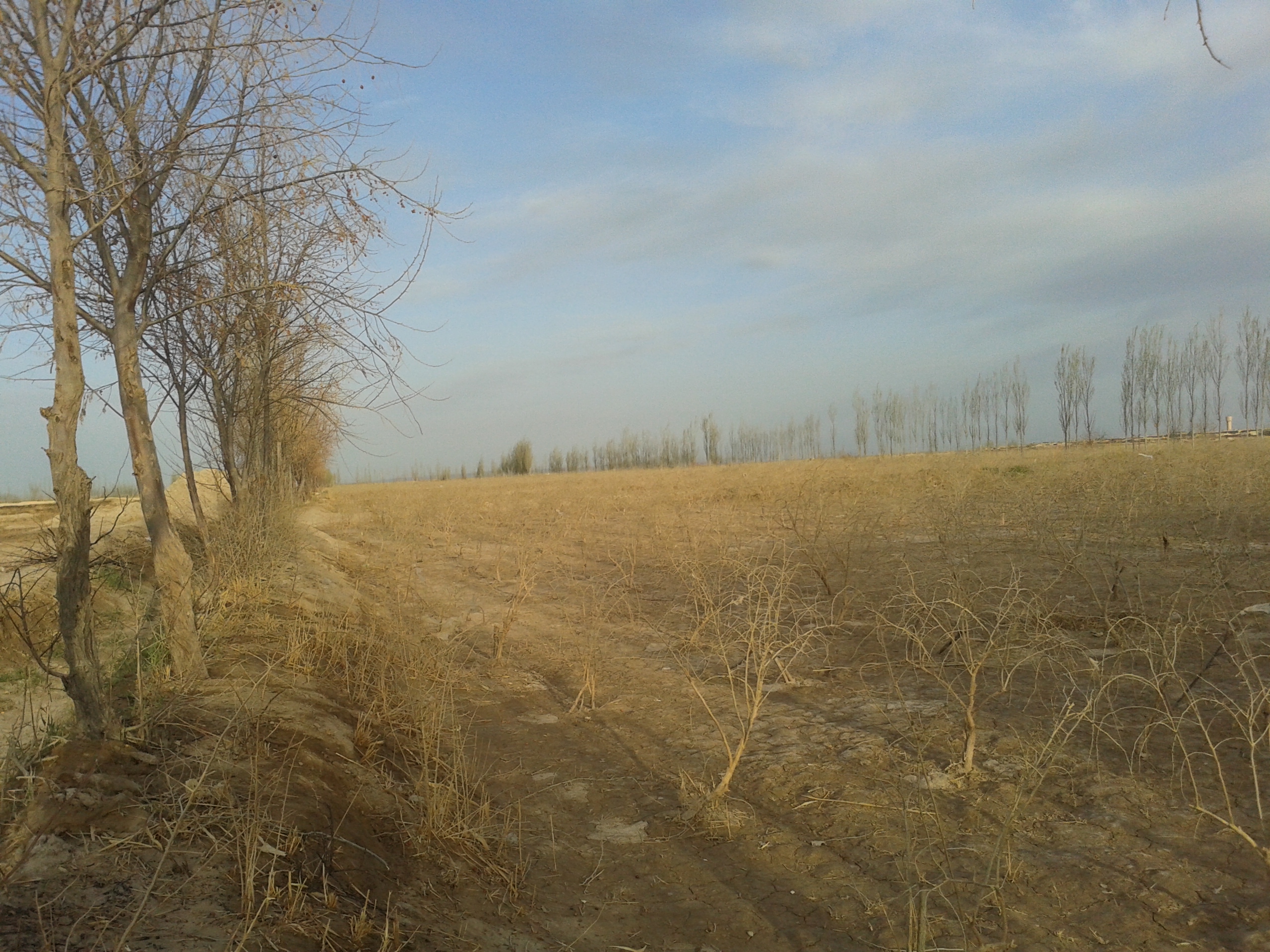 乡村振兴致富带头人政策作用,新农村致富好项目