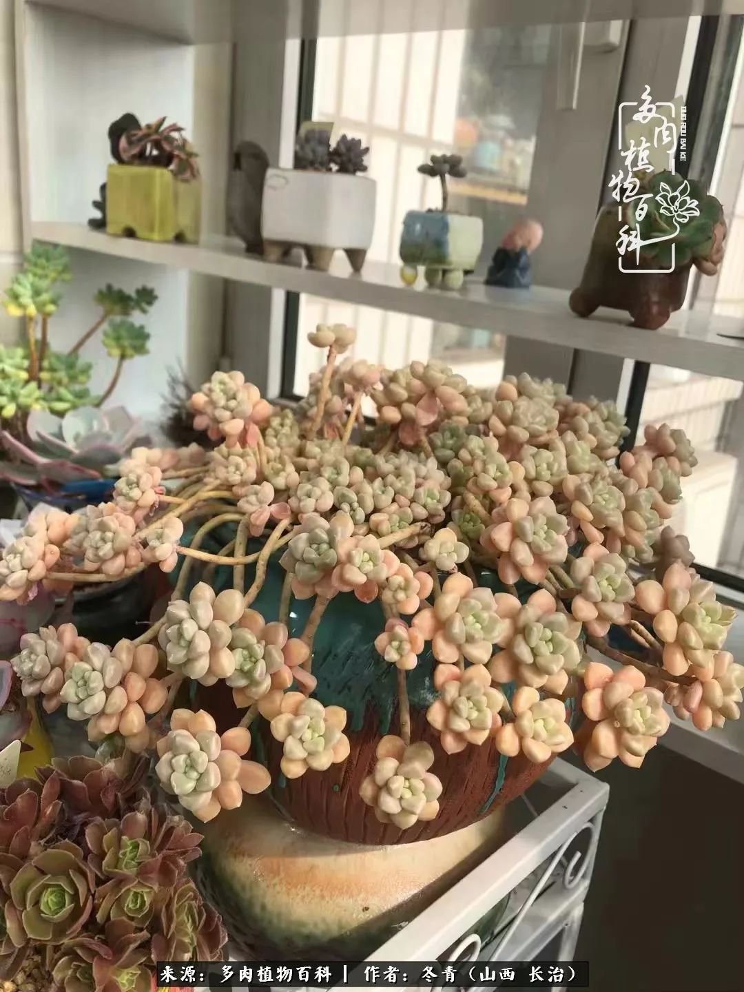 新手养多肉知道这4点打好基础,阳台上养多肉的正确方法