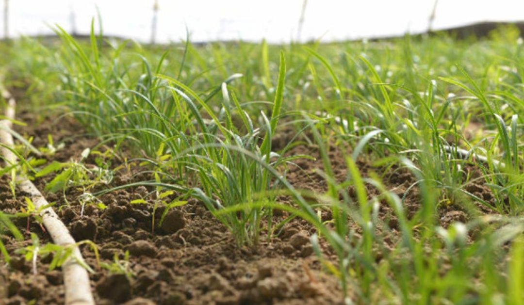 清明节江南旅游,清明节去江浙一带游玩攻略