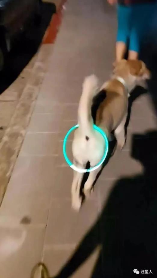 发光遛狗项圈,狗狗led发光项圈
