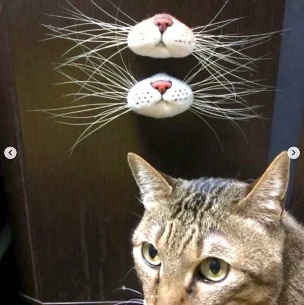 捡到猫胡子会带来什么好运 (捡到猫的胡子真的会有好运吗)