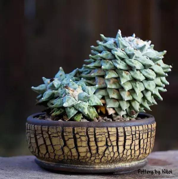 43岁大叔六年养多肉,大叔养各种各样的多肉