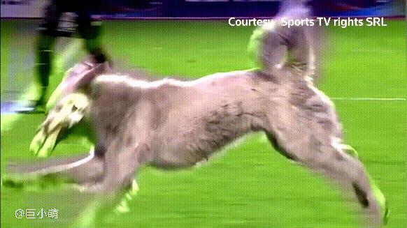 流浪狗干扰足球比赛,流浪狗误入运动会