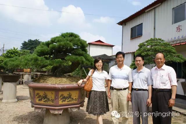 价值千万的盆景都有什么 (1000万元以上映山红盆景)