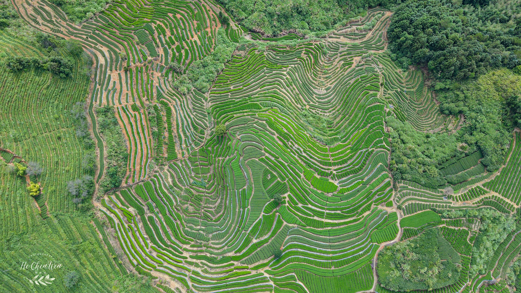 中国十大品牌铁观音茶叶,铁观音福建中国十大名茶