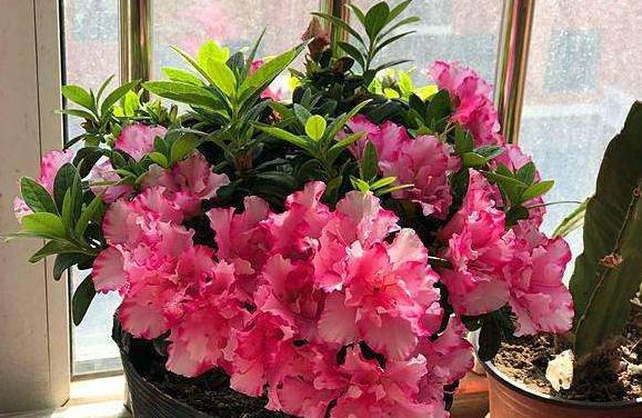 养好杜鹃用什么水苔,养好杜鹃花用什么土最好