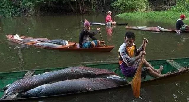 世界十大凶猛淡水鱼类,顶级淡水鱼类
