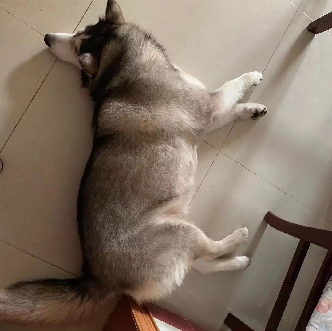 模仿狗狗睡姿,分享下你家狗子的睡姿