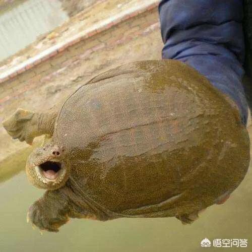 怎样辨别野生甲鱼和饲养甲鱼,野生水库怎么辨别有没有甲鱼存在