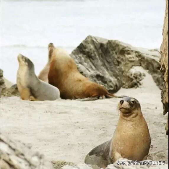 澳大利亚极致之旅,来澳大利亚必买