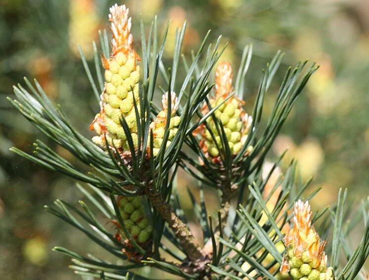 过年好吃的坚果有哪些,春节必吃的几种坚果