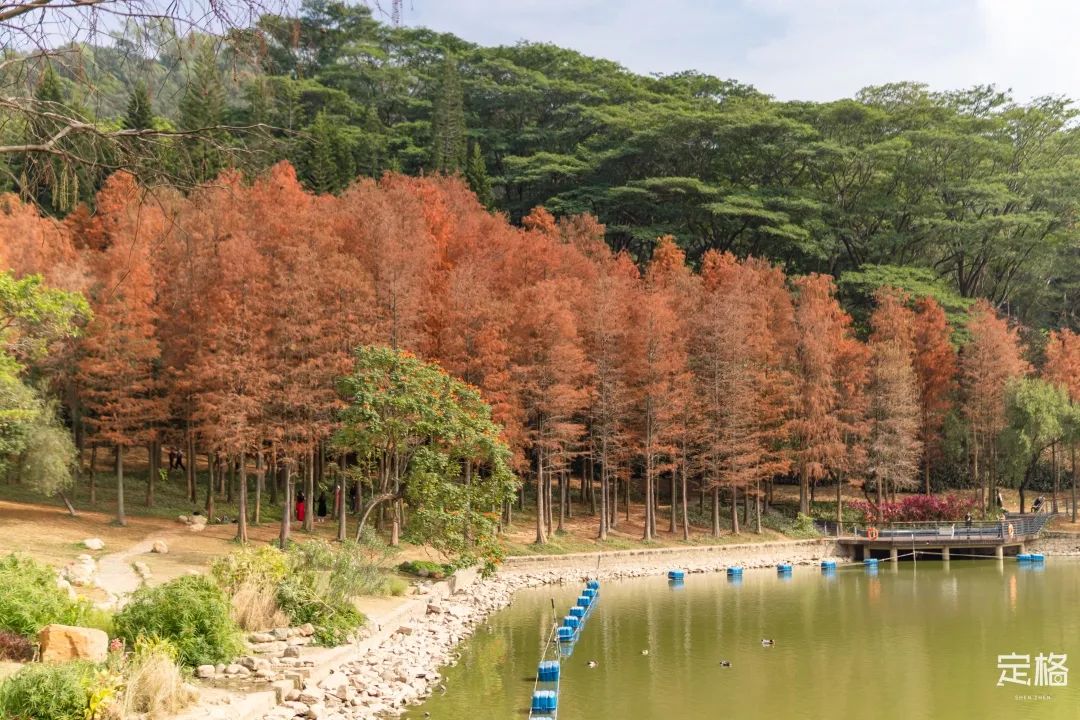 莲花山为啥一夜就火了,莲花山景区