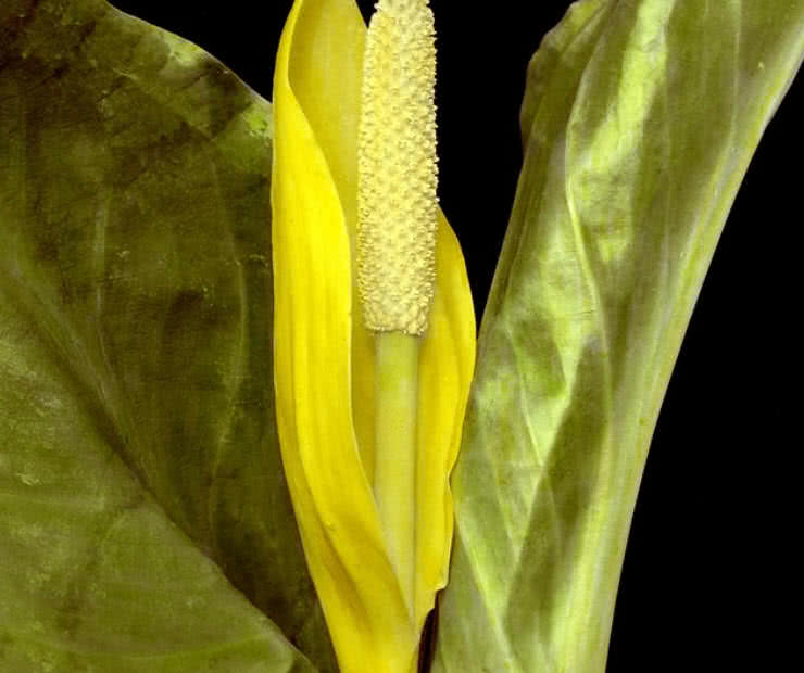 世界上最奇怪的10种花,世界上最臭的东西前10名