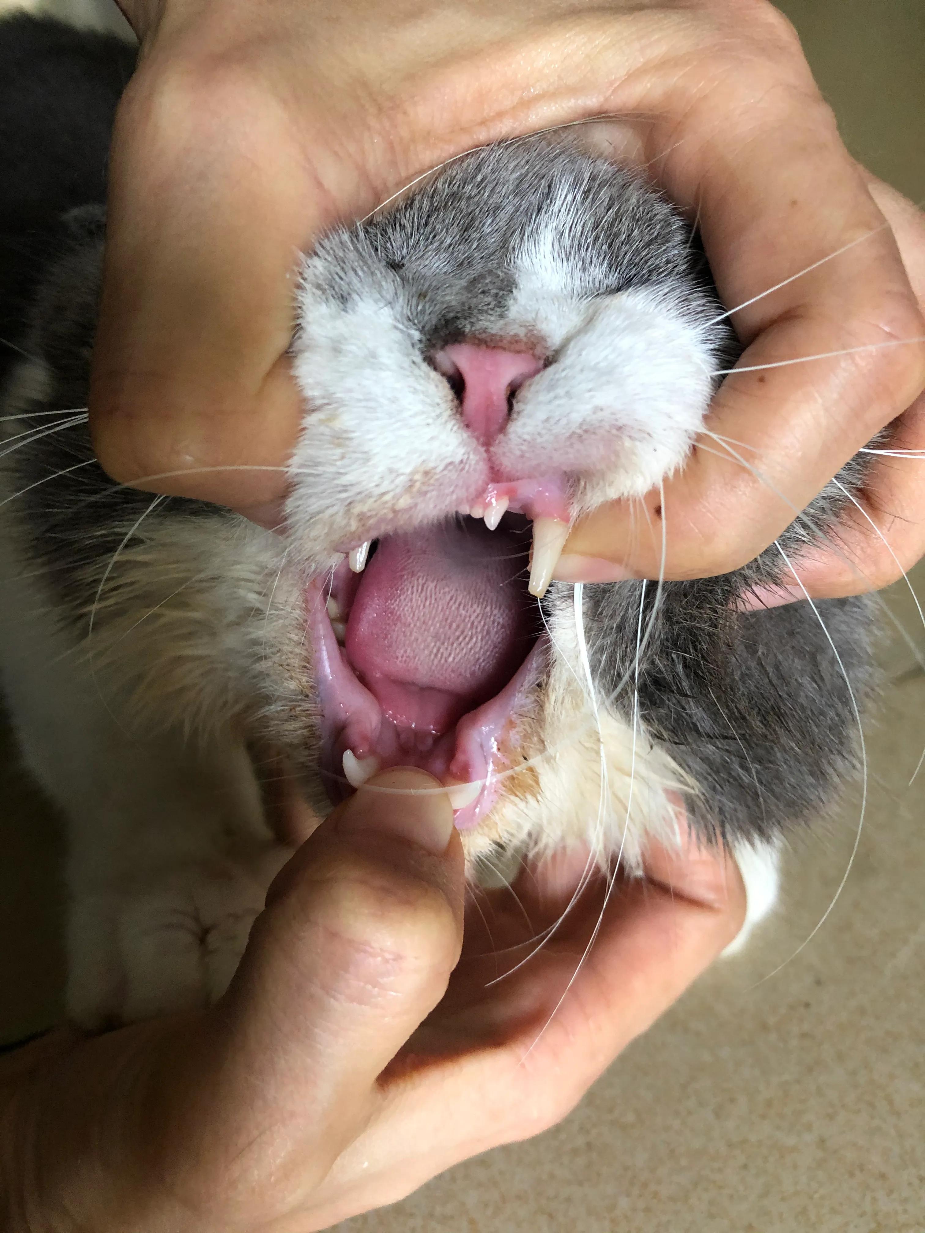 猫咪尿血尿闭导尿后怎么治疗,怎么预防猫咪尿闭症