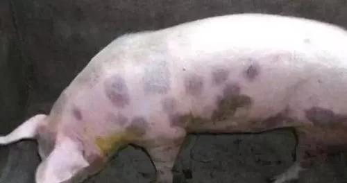 猪皮肤病怎么预防,猪的皮肤病怎么治