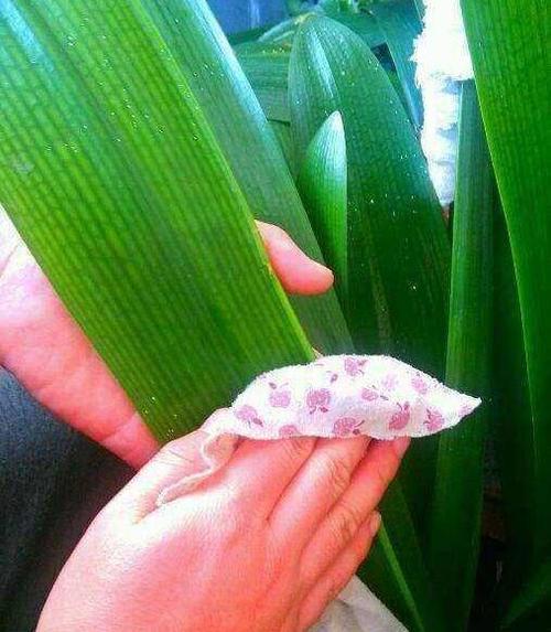 用什么叶面肥叶片黑又亮,养护叶片最好的叶面肥