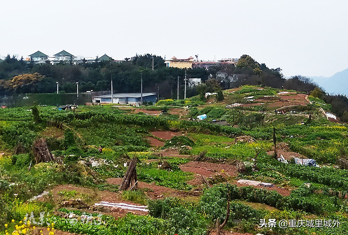 好奇探寻平顶山顶是否“平”，无意发现了渝中区与沙坪坝区的界牌