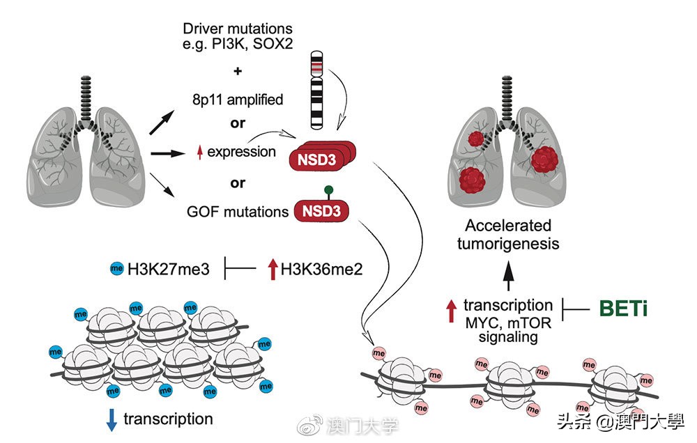 强强合作！澳大与史丹福肺癌治疗研究取得重大突破