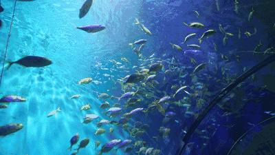 海洋公园特价35元起,快来唤醒来自世界各地的海洋居民吧!