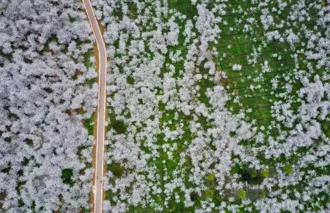 去日本观赏樱花最佳去哪个岛,去日本观赏樱花可能去什么岛
