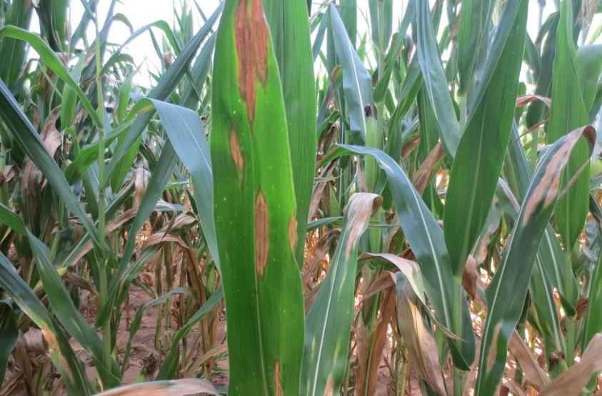 防治玉米大斑病常用的药剂是,玉米大斑病怎么治疗效果最好