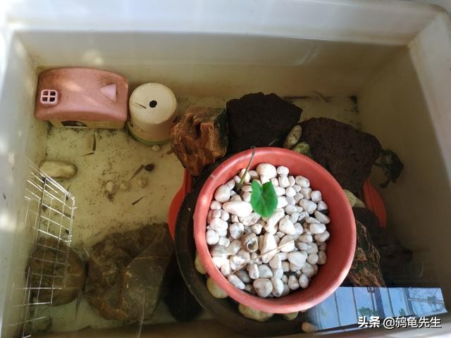 冬季有暖气的室内乌龟会冬眠吗,室内温度高乌龟可以不冬眠么