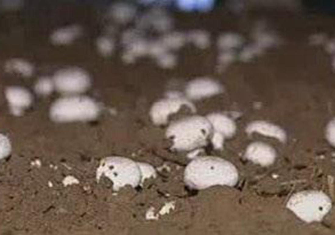 双孢菇高效栽培技术规程,双孢菇种植技术全过程