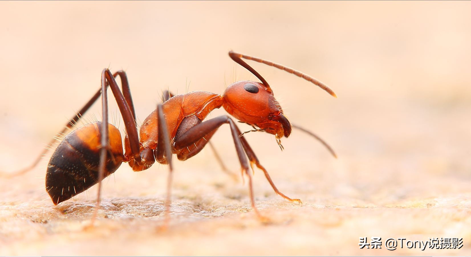 vivo手机微距拍摄技巧,手机微距拍摄技巧视频教程