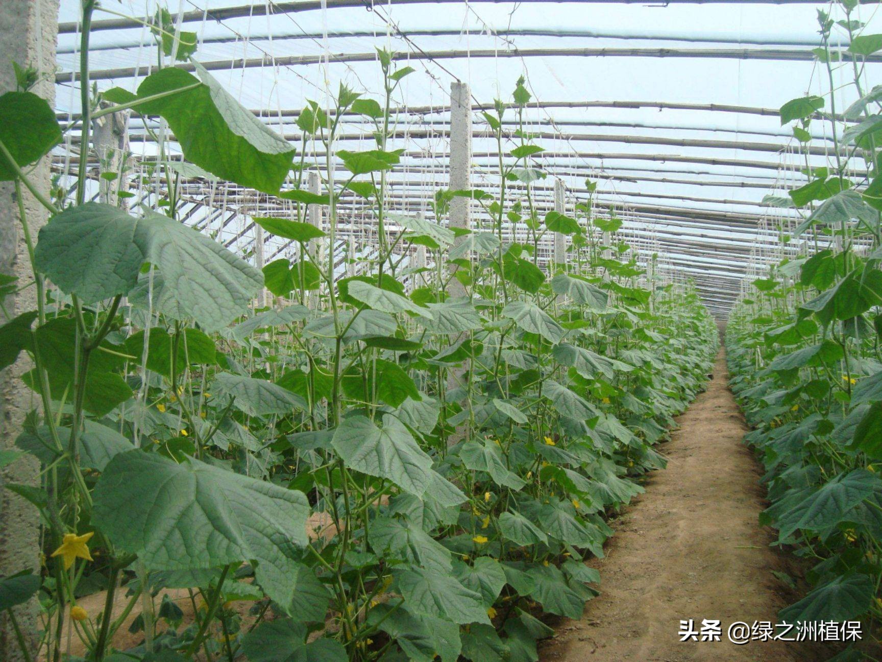 黄瓜的苦味是怎么造成的,黄瓜苦涩味怎么处理