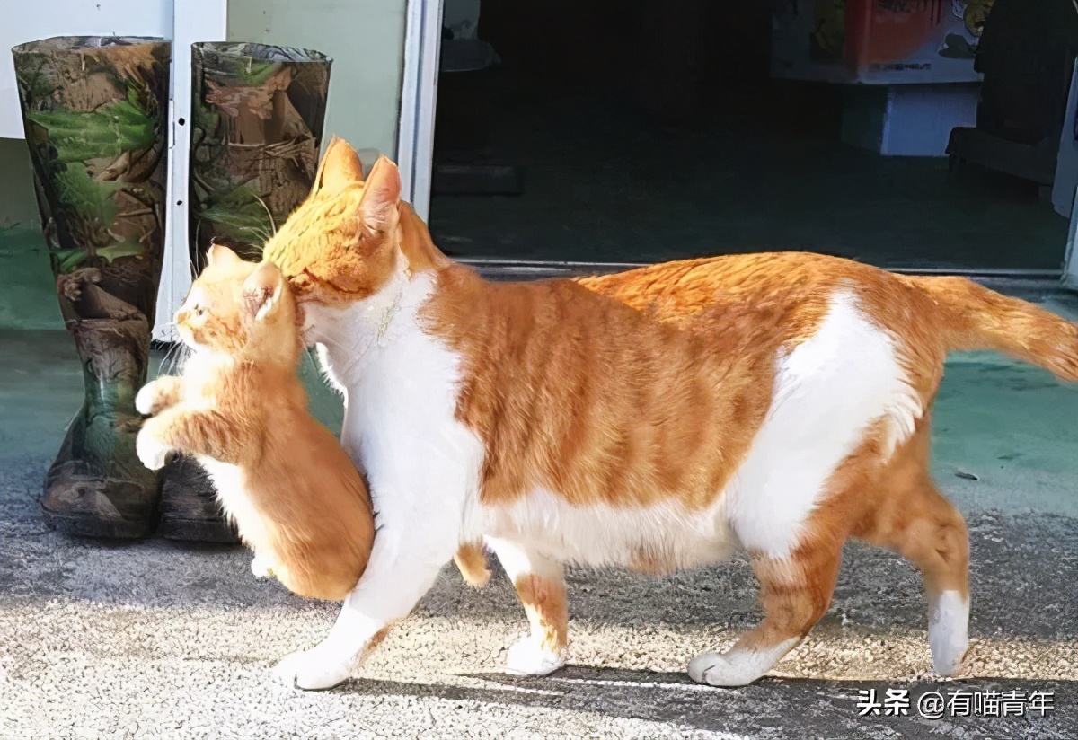 对着猫吹气会怎么样,对着猫吹烟有害吗