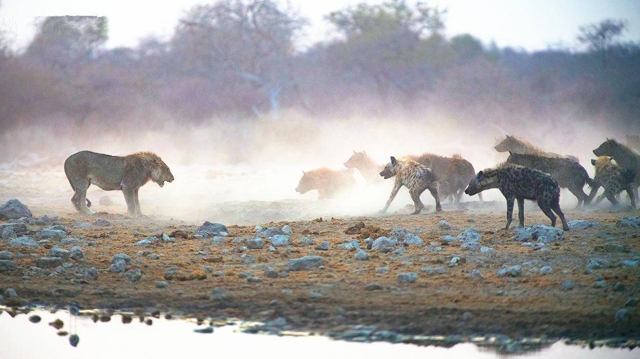 狼见到鬣狗会怎么样,狼见了都害怕的狗