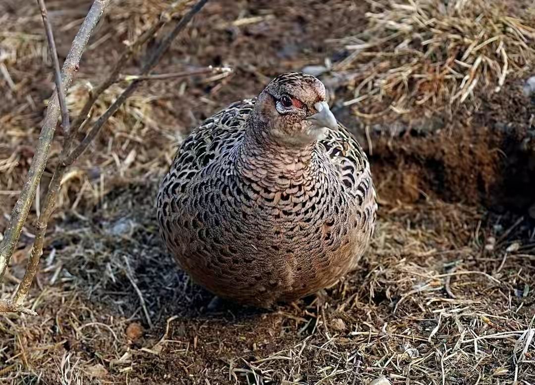 爷爷当年是个猎户,下的一手好套子,有地套有跳套,专套野鸡兔子
