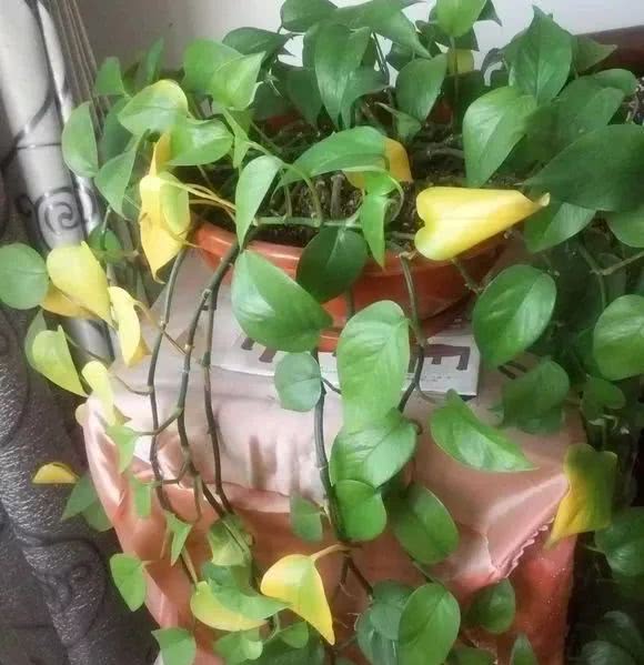 绿萝怎么养才能更旺盛生活小技巧,绿萝冬天怎么养才能更旺盛小妙招