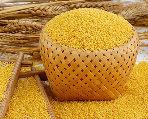 小米起虫如何处理,小米里长小黑虫怎么办