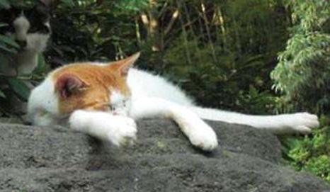 猫咪体外驱虫一般用什么药,猫咪体外驱虫哪种药好一些