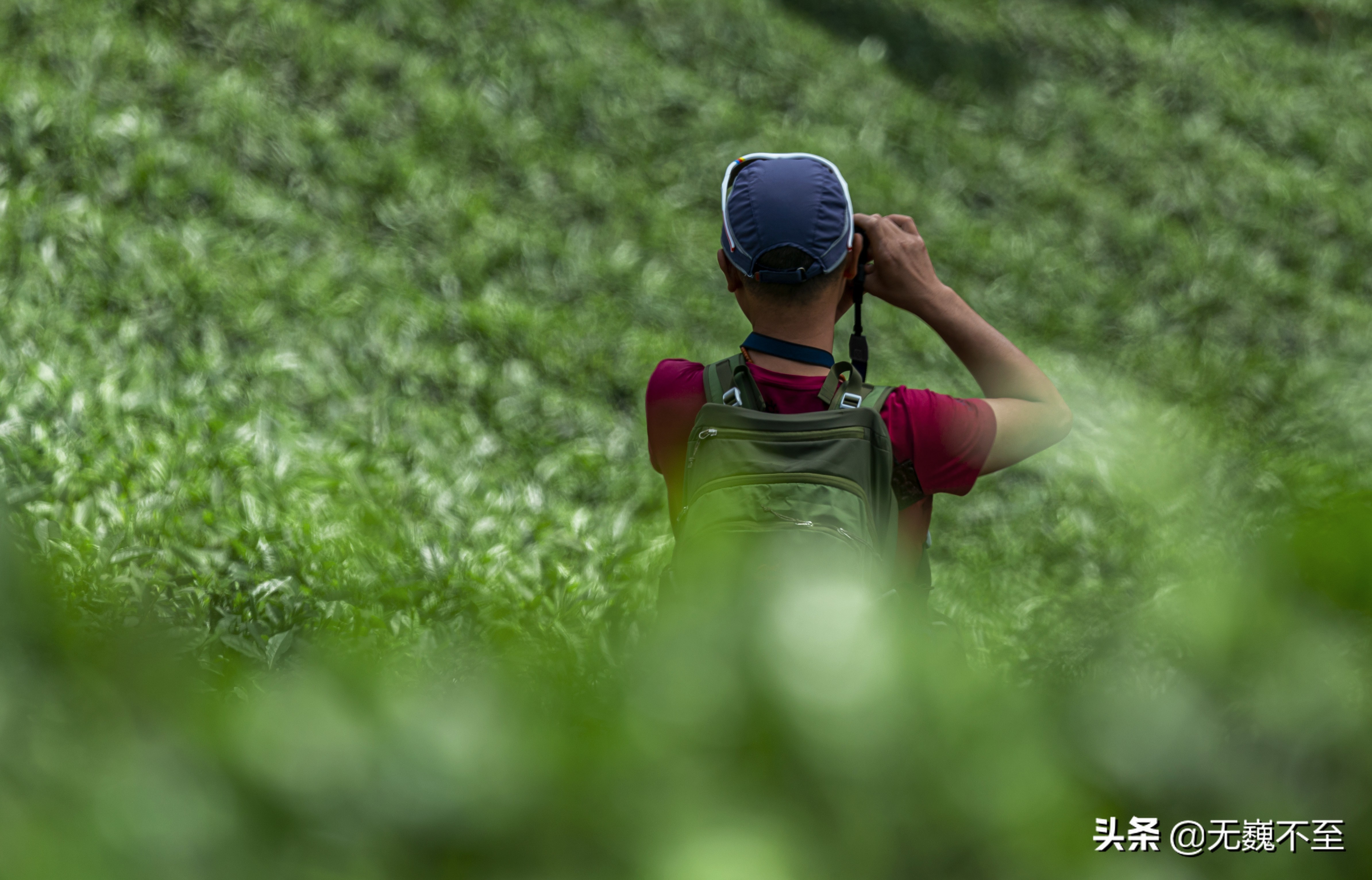 四川雅安牛碾坪万亩观光茶园绿道,雅安旅游景点十大排行榜牛背山