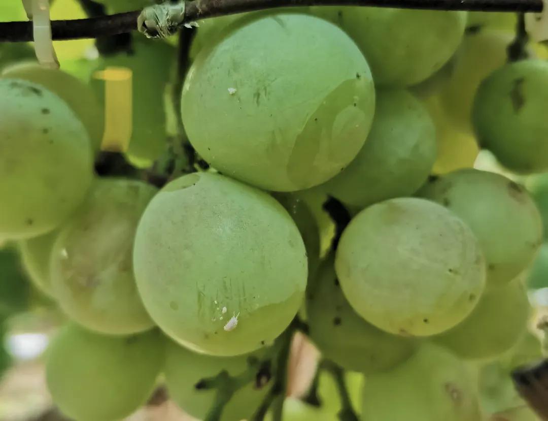 刺吸汁液、传病传毒、还会钻袋？葡萄粉介可真难缠