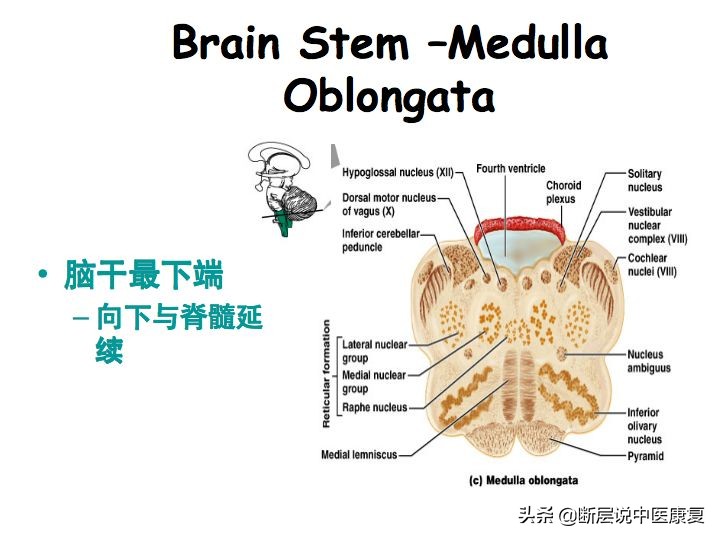 中枢神经系统断层解剖讲解,中枢神经3d解剖动画