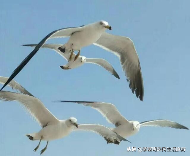 大连哈仙岛仙客来酒店,哈仙岛海鲲度假村