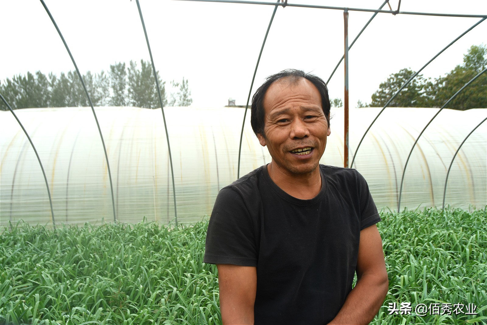 品尝自己种植的蒜苗,蒜苗种子种蒜苗是真的吗